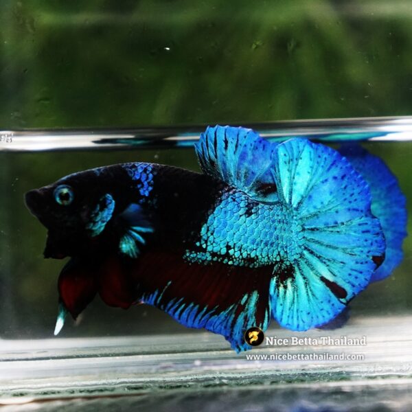 Betta Fish Dusit Midnight Merman HMPK - Image 4