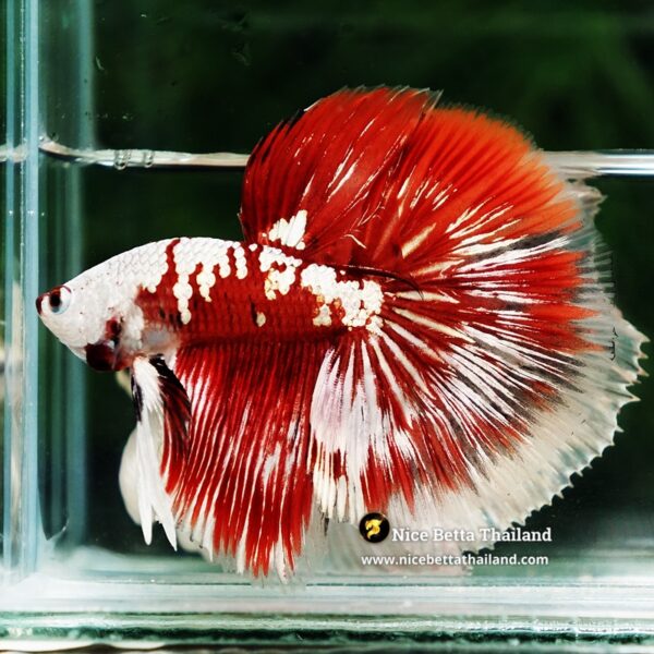 Betta Fish Killer Shadow Vampire Blood Star Samurai HM (Ultra Rare) - Image 3