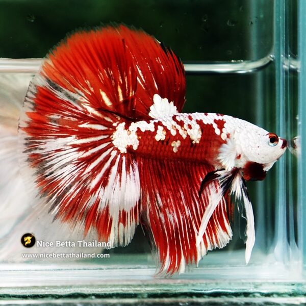 Betta Fish Killer Shadow Vampire Blood Star Samurai HM (Ultra Rare) - Image 4