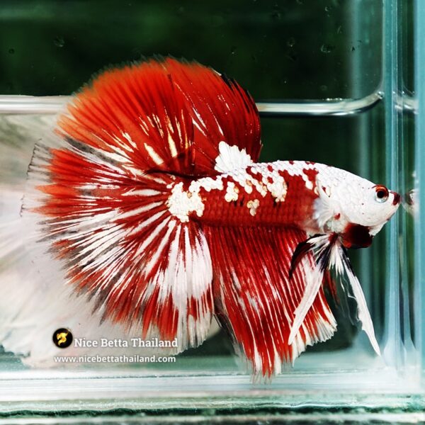 Betta Fish Killer Shadow Vampire Blood Star Samurai HM (Ultra Rare) - Image 2