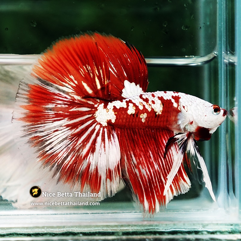 Betta Fish Killer Shadow Vampire Blood Star Samurai HM (Ultra Rare)