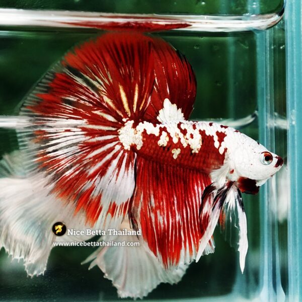 Betta Fish Killer Shadow Vampire Blood Star Samurai HM (Ultra Rare) - Image 6