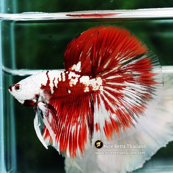Betta Fish Killer Shadow Vampire Blood Star Samurai HM (Ultra Rare) - Image 7