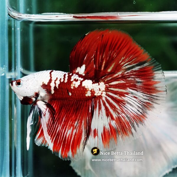 Betta Fish Killer Shadow Vampire Blood Star Samurai HM (Ultra Rare) - Image 5