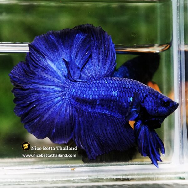 Betta Fish Royal Blue Chao Phraya Rosetail OHM - Image 6