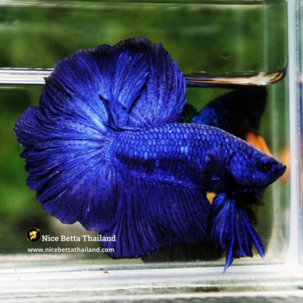 Betta Fish Royal Blue Chao Phraya Rosetail OHM - Image 4