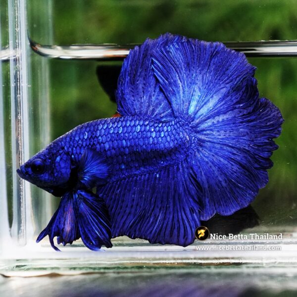 Betta Fish Royal Blue Chao Phraya Rosetail OHM - Image 3