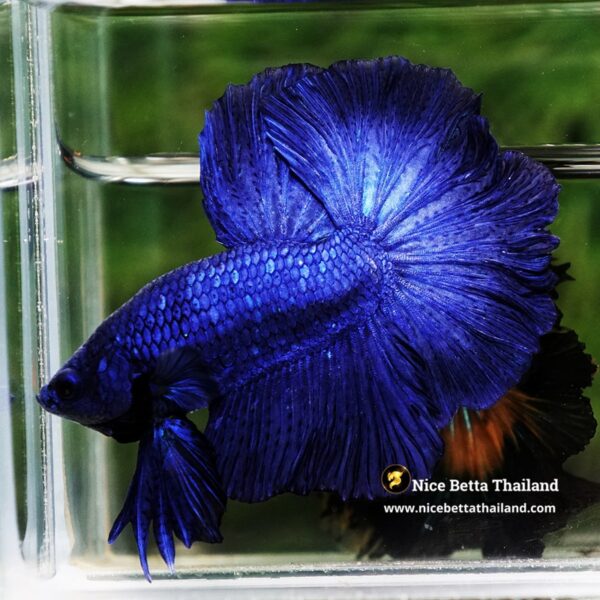 Betta Fish Royal Blue Chao Phraya Rosetail OHM - Image 5