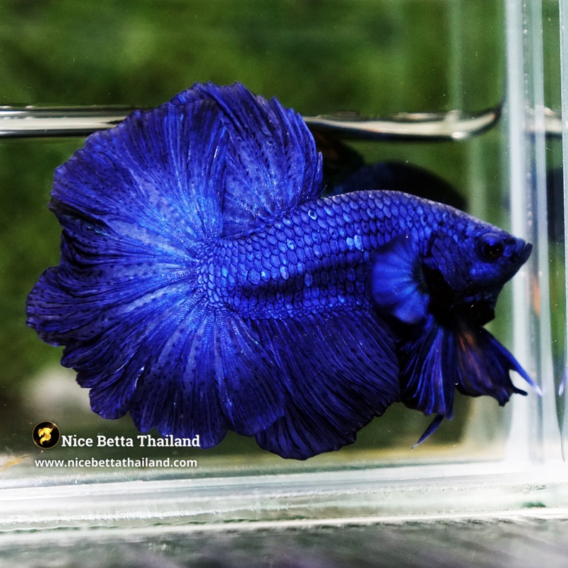 Betta Fish Royal Blue Chao Phraya Rosetail OHM