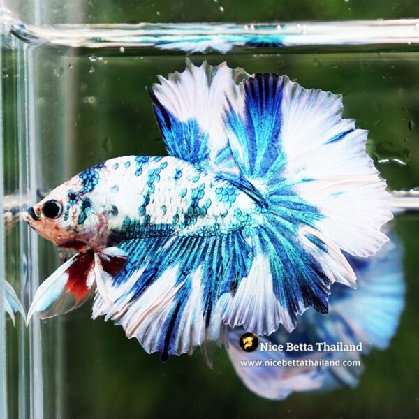 Betta Fish Betta Fish Prince Of The Frozen Sky Hawk OHM - Image 2