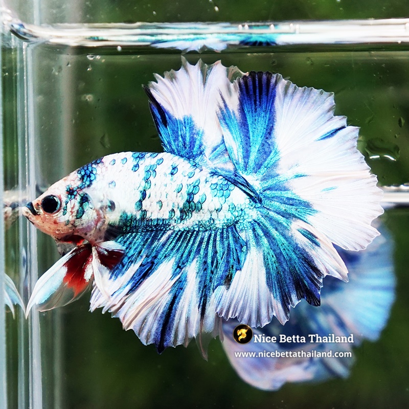 Betta Fish Betta Fish Prince Of The Frozen Sky Hawk OHM