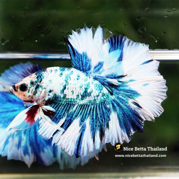 Betta Fish Betta Fish Prince Of The Frozen Sky Hawk OHM - Image 4