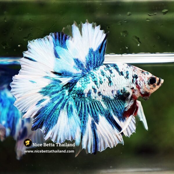 Betta Fish Betta Fish Prince Of The Frozen Sky Hawk OHM - Image 5