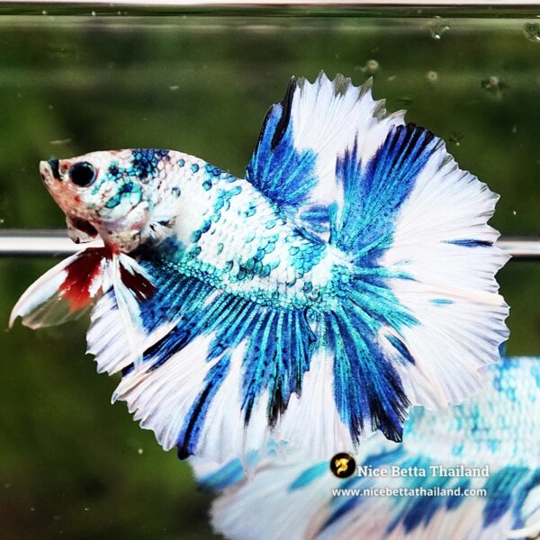 Betta Fish Betta Fish Prince Of The Frozen Sky Hawk OHM - Image 6
