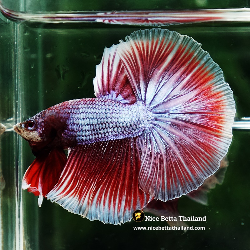 Betta Fish Sukhothai Amethyst Veil Lavender HM