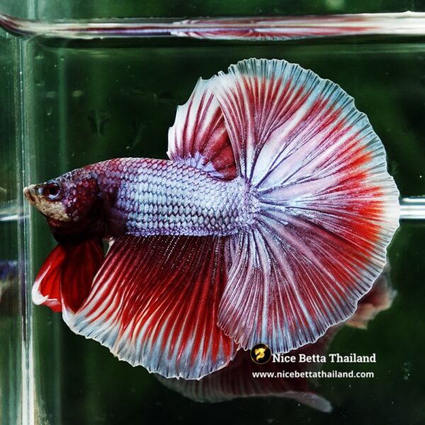 Betta Fish Sukhothai Amethyst Veil Lavender HM - Image 7