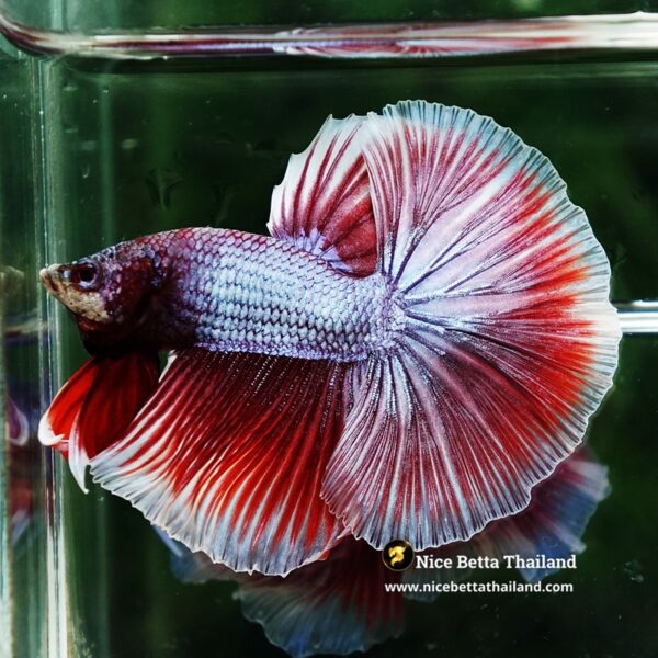 Betta Fish Sukhothai Amethyst Veil Lavender HM - Image 4