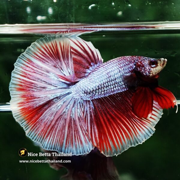 Betta Fish Sukhothai Amethyst Veil Lavender HM - Image 5