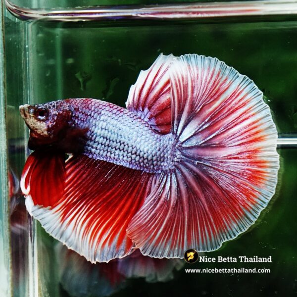 Betta Fish Sukhothai Amethyst Veil Lavender HM - Image 6