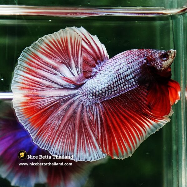 Betta Fish Sukhothai Amethyst Veil Lavender HM - Image 3