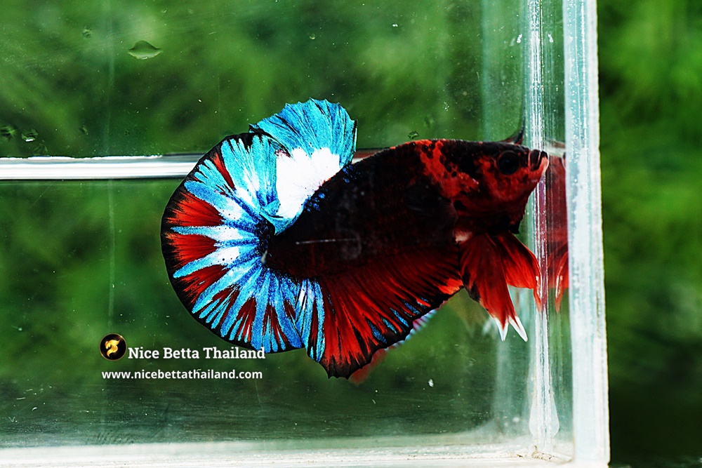 Fancy Hellboy Betta Fish