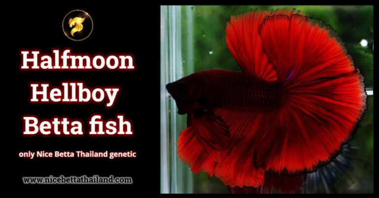 What is Hellboy betta fish? - nicebettathailand.com