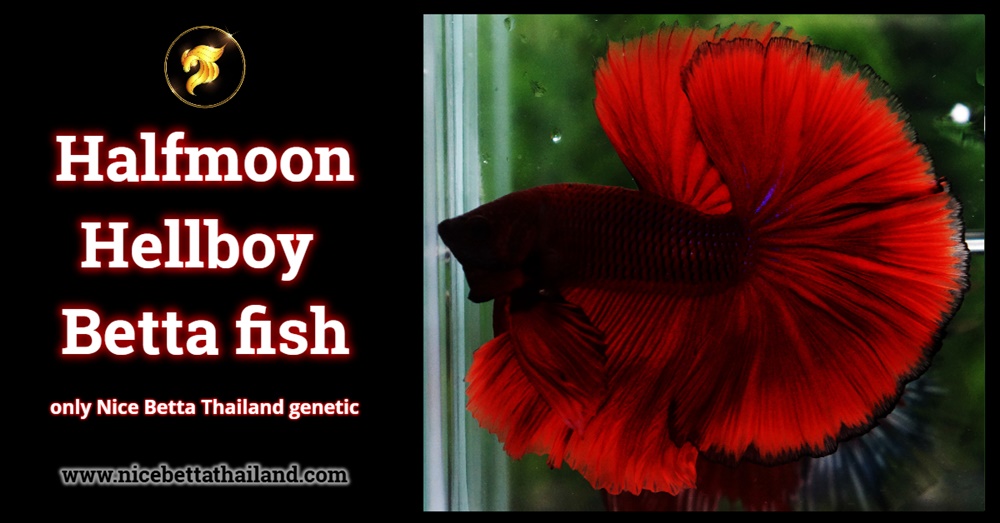 Halfmoon hellboy betta fish by Nice Betta Thailand genetic