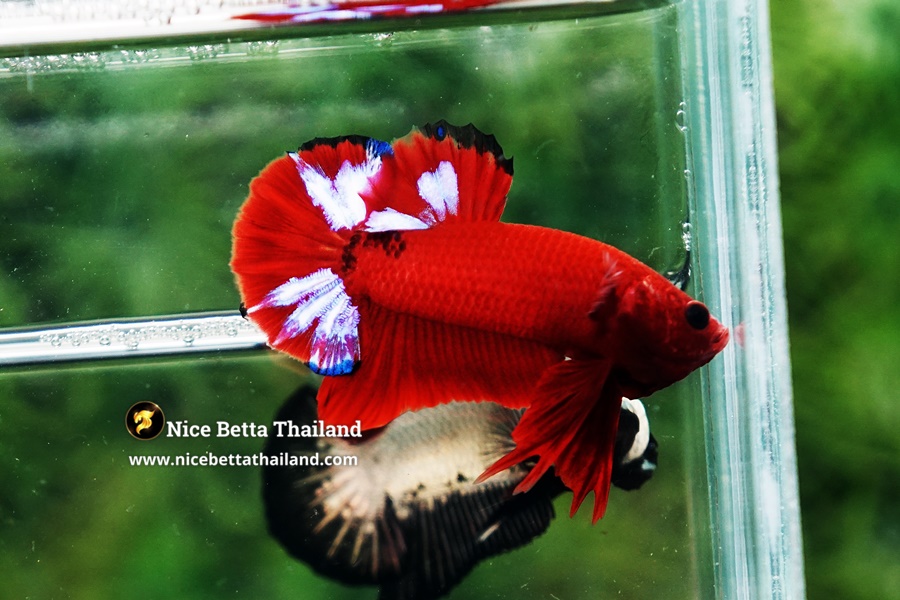 Hellboy Betta Fish