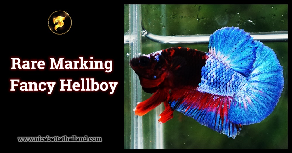 Rare Marking Fancy Hellboy