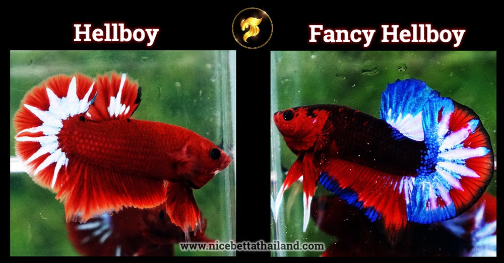 The difference between Hellboy betta and Fancy hellboy