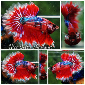 Betta fish Fire Flowers Galaxy Feathertail OHM