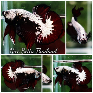 Betta Fish Nightfall Nova Vampire Samurai HMPK