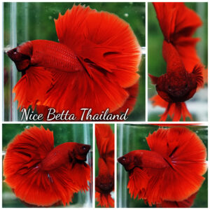 Betta Fish Big Red Ruby OHM