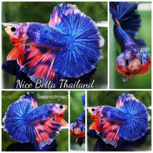 Betta Fish Magical Pink Blue Legacy Fancy OHM