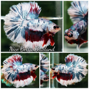 Betta Fish Prince of Mist Frost Mascot Hawk OHM