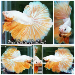 Betta Fish Dewdrop Gold Dragon OHM