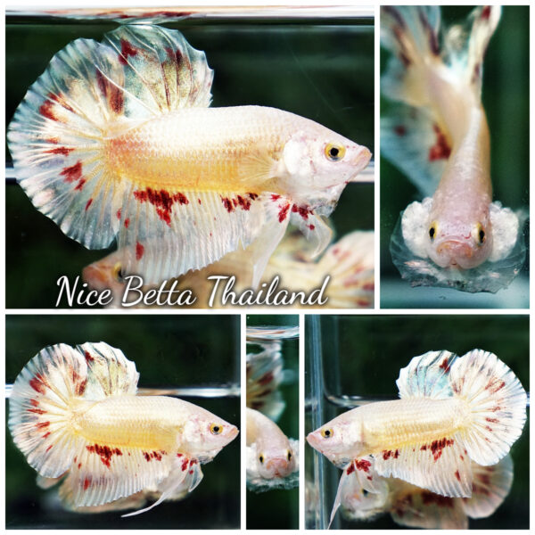 Betta Fish Golden Armageddon Meteor Storm HMPK