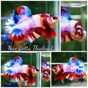 Betta Fish Multicolor Rainbow Siam Lollipop OHMPK
