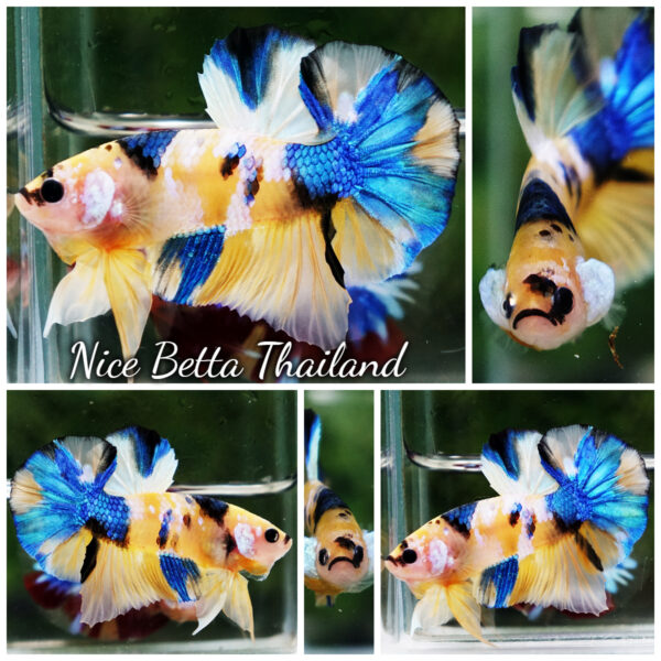 Betta Fish Erawan Dvaravati Glow OHMPK