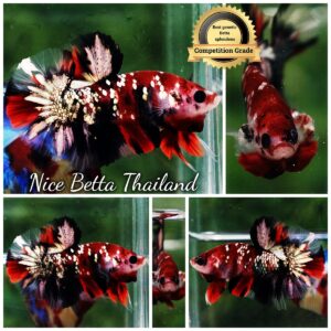 Betta Fish Siam Ruby Copper Koi OHMPK (Comp Grade)