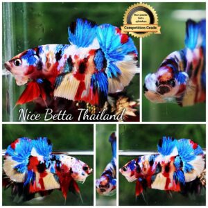 Betta Fish Siam Songkran Multicolors HMPK (Comp Grade)