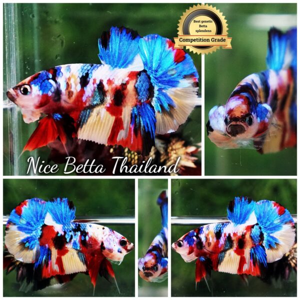 Betta Fish Siam Songkran Multicolors HMPK (Comp Grade)
