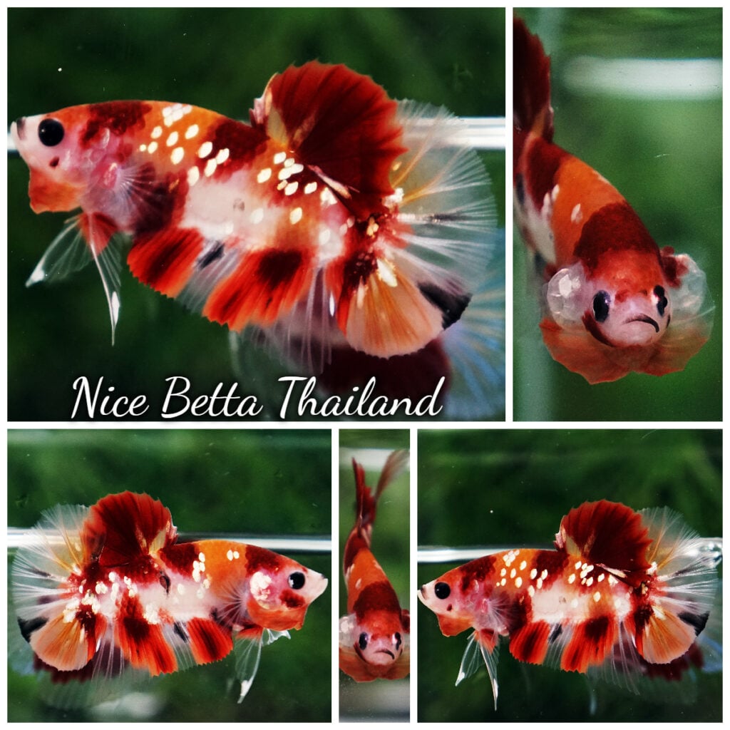 Betta Fish Chao Phraya Nemo Copper Star HMPK - nicebettathailand.com Betta Fish Chao Phraya Nemo Copper Star HMPK - nicebettathailand.com