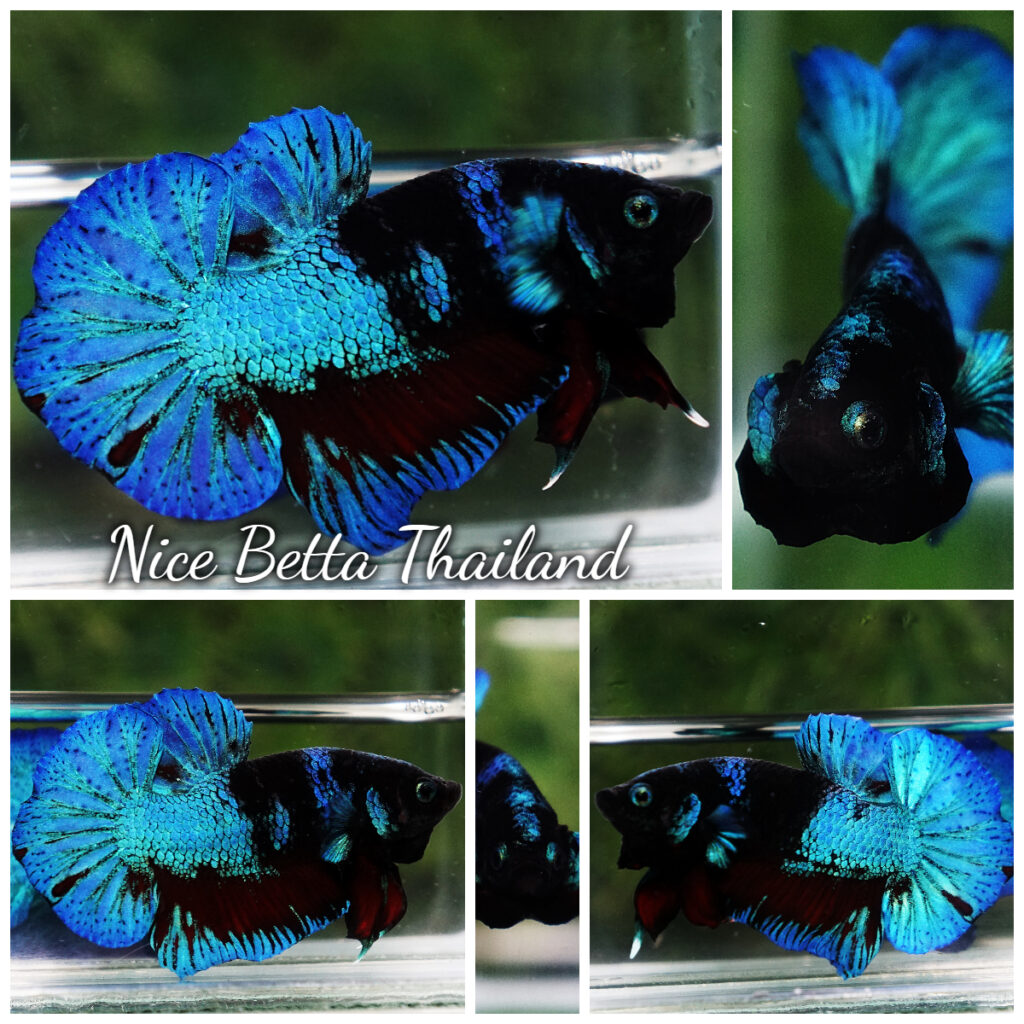 Dimittha Fish Betta Fish Dusit Midnight Merman HMPK - nicebettathailand.com