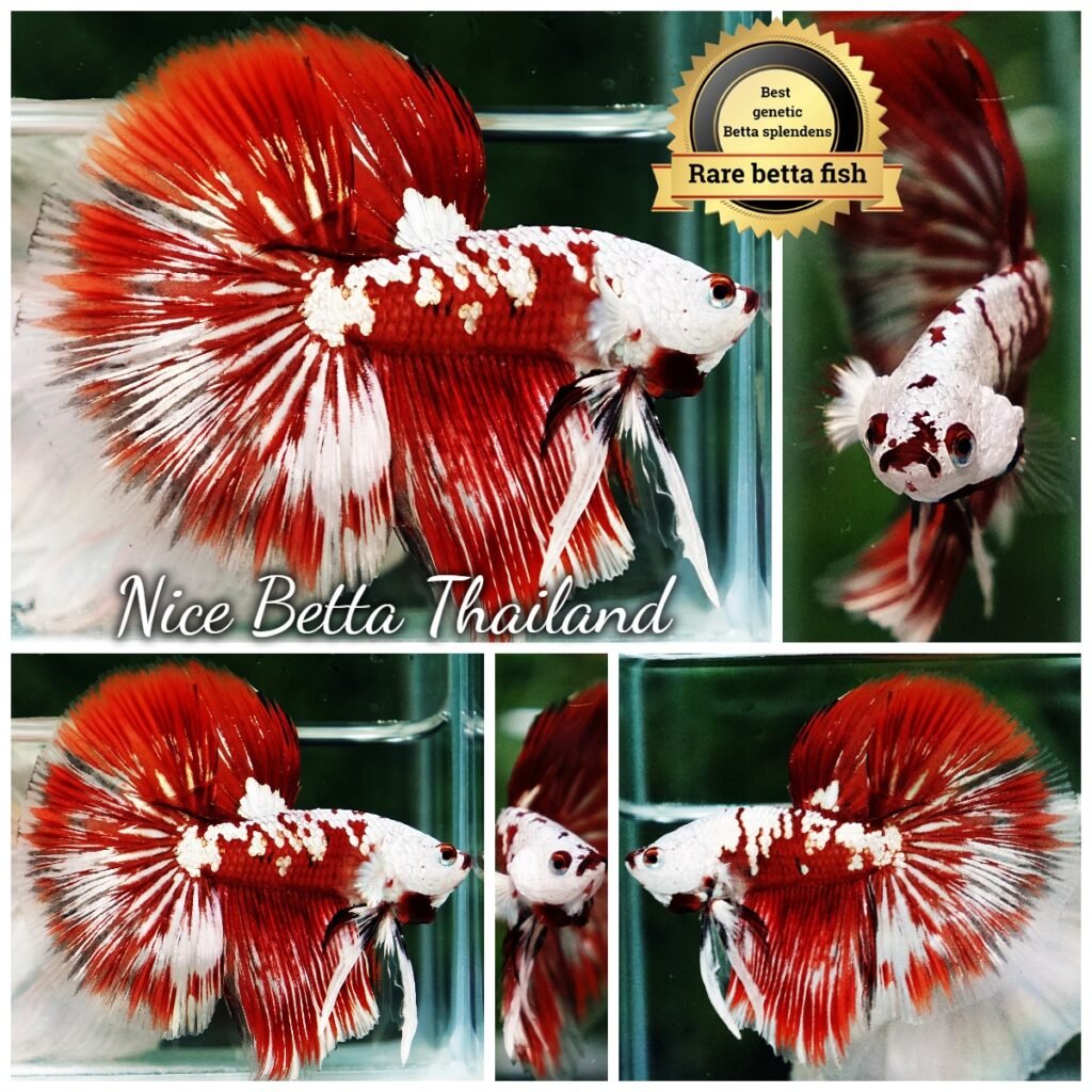 Betta Fish Killer Shadow Vampire Blood Star Samurai HM (Ultra Rare)