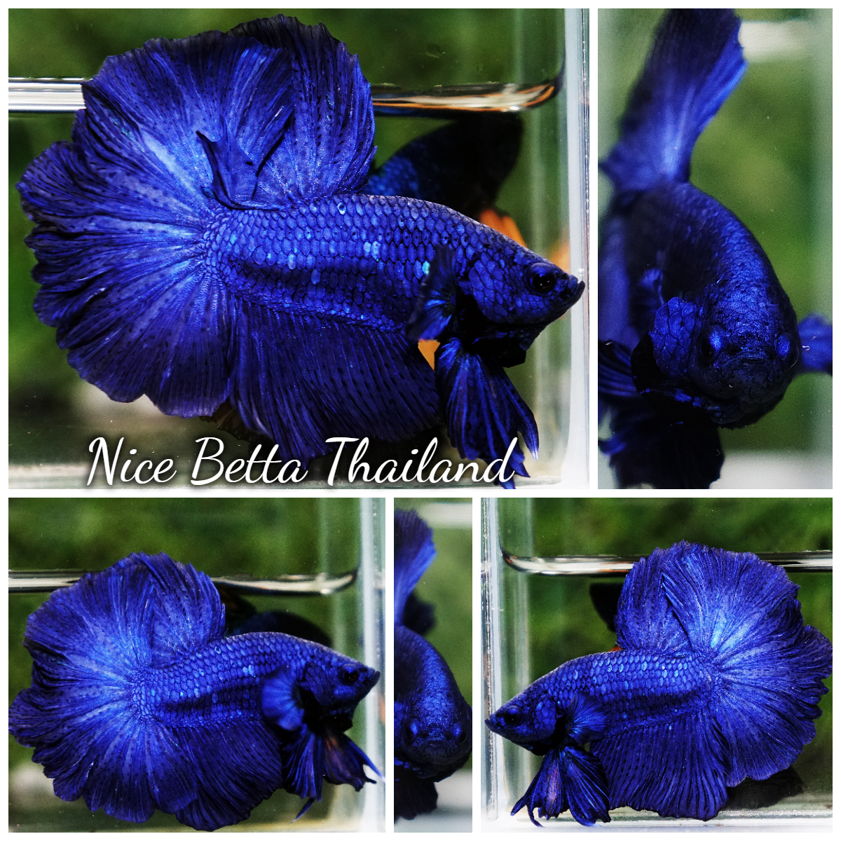 Betta Fish Royal Blue Chao Phraya Rosetail OHM