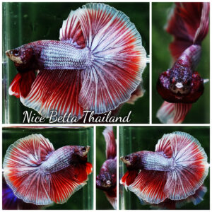Betta Fish Sukhothai Amethyst Veil Lavender HM