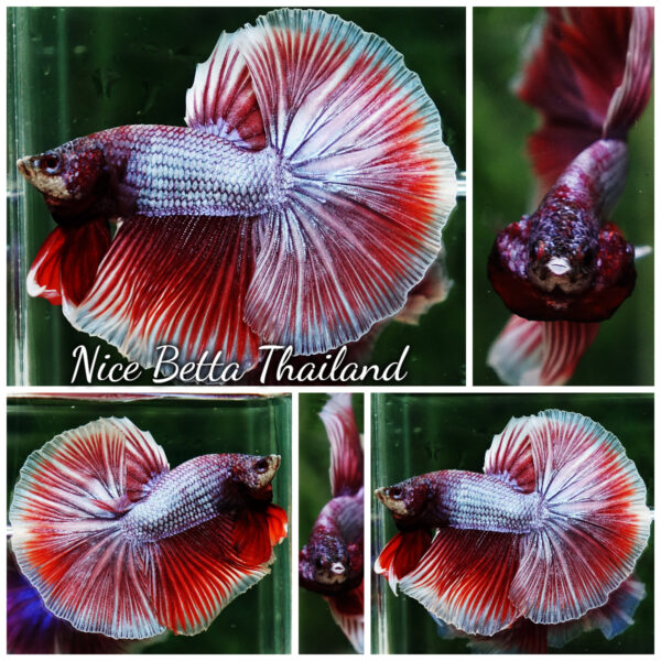 Betta Fish Sukhothai Amethyst Veil Lavender HM