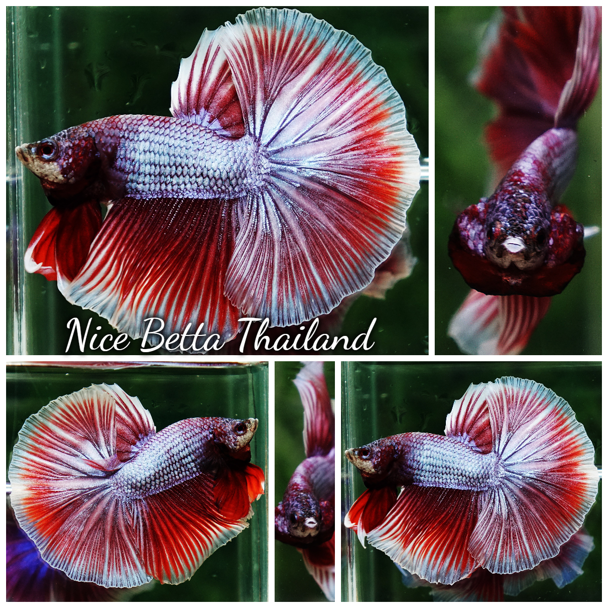 Betta Fish Sukhothai Amethyst Veil Lavender HM