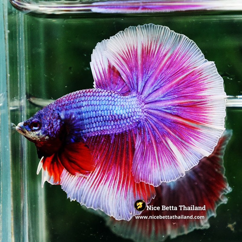 Betta Fish Prince Sukhothai Amethyst Royal Lavender OHM